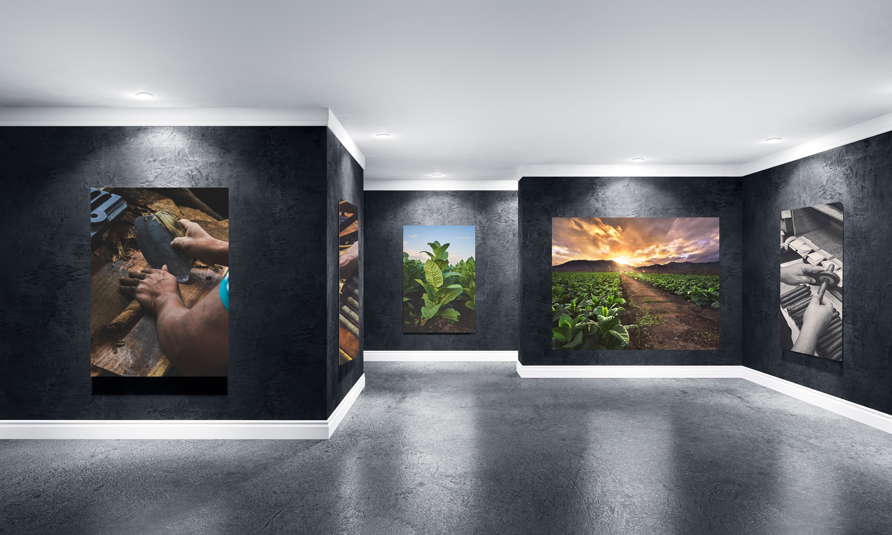 Cigar Art Gallery - Rocky Patel