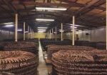 Cigar Pilons Fermentation