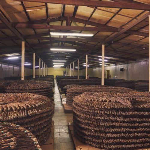 Cigar Pilons Fermentation